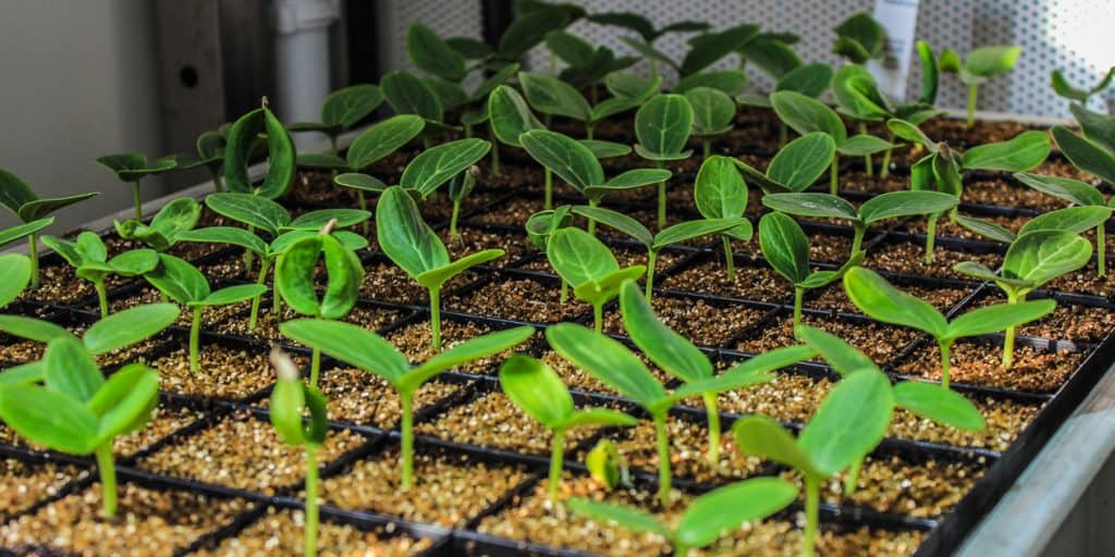 Plantes chambre de culture Strader